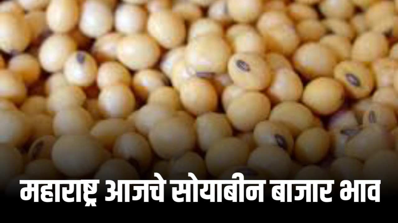 Soybean price in Maharashtra